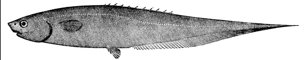Notacanthus chemnitzii_01.jpg
